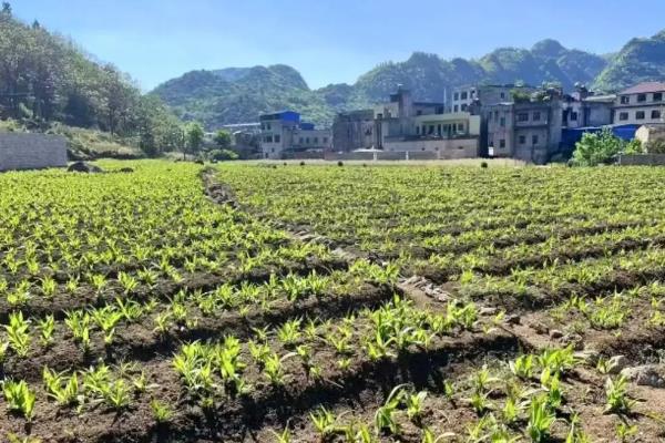 种植白芨前景如何，市场前景非常不错