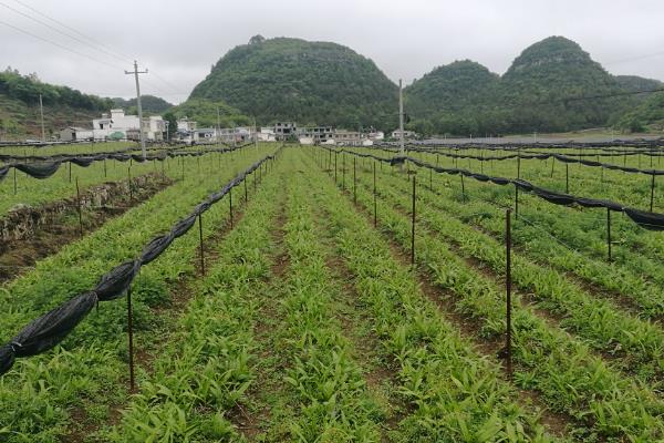 种植白芨前景如何，市场前景非常不错