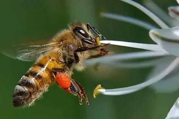 蜜蜂有几种类型的蜂，分别是蜂王、工蜂和雄蜂