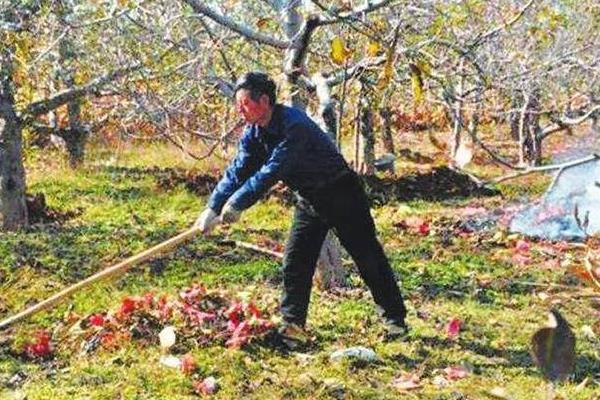 春天怎么管理苹果树，早春要清园并摘拾僵果