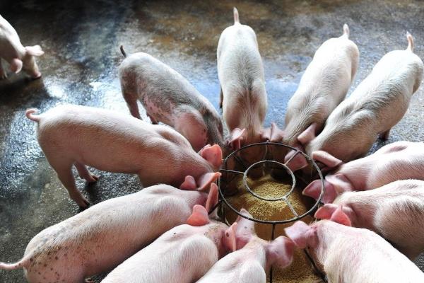 小猪仔保育料吃多久，吃一个月左右为宜