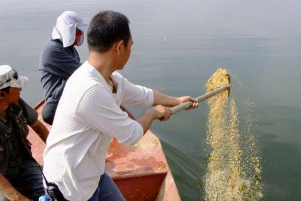 野钓鲫鱼用什么漂型，可选择芦苇漂或长枣核型浮漂、孔雀翎浮漂