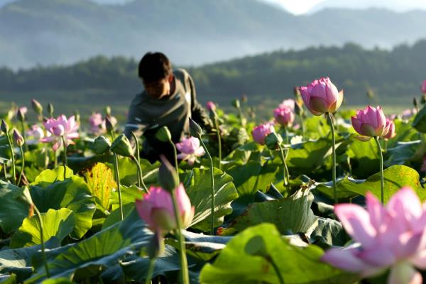 采莲在哪个季节，通常是在夏季进行