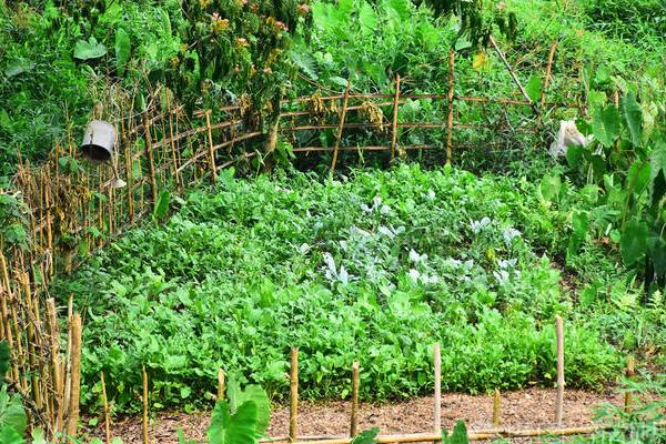 菜园瓜地怎么驱鸟，可以挂布条、扎稻草人等