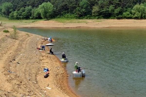 野钓黄尾鱼适合用什么饵料，腥味型、麸香型、酒香型均可使用