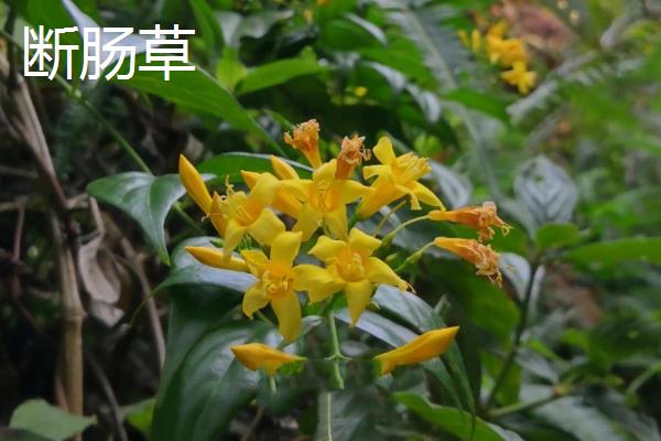 金银花和断肠草有什么区别，外观、质感、花朵均不同