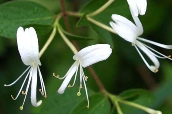 金银花和断肠草有什么区别，外观、质感、花朵均不同