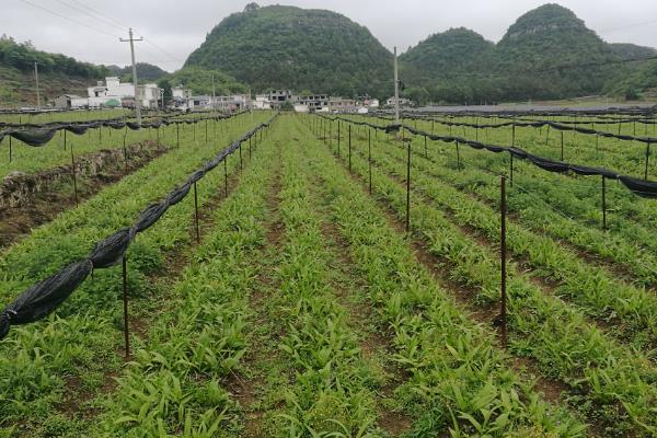 怎么种植白芨，整地施肥、撒施杀虫剂之后再播种