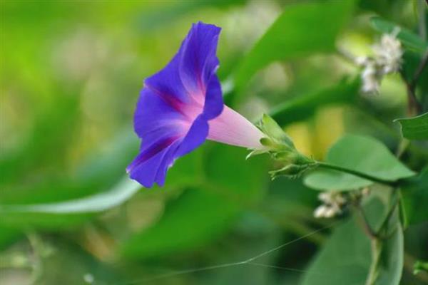 牵牛花的简介，属于一年生缠绕草本植物