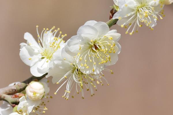 哪些花卉在正月开放，有梅花、水仙花、蟹爪兰等品种