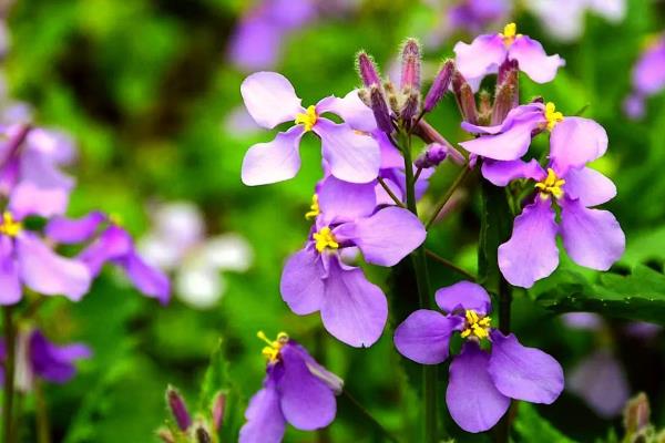 哪些花卉在正月开放，有梅花、水仙花、蟹爪兰等品种