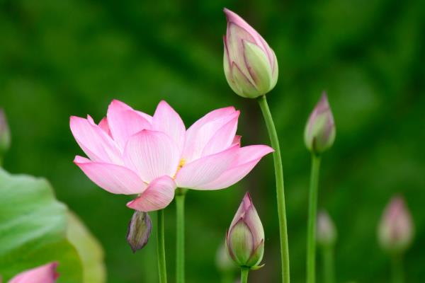 哪些花卉在正月开放，有梅花、水仙花、蟹爪兰等品种