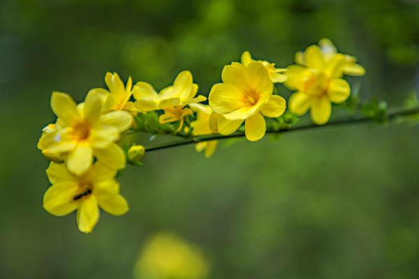 哪些花卉在正月开放，有梅花、水仙花、蟹爪兰等品种