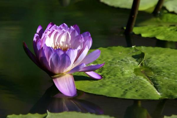 哪些花卉在正月开放，有梅花、水仙花、蟹爪兰等品种