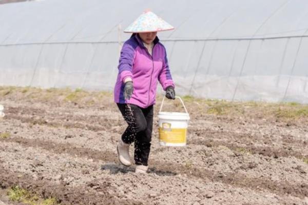 空心菜的种植方法，一般在4月下旬-5月上旬种植