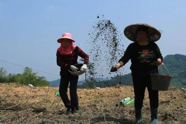 丹参的繁殖方法，可分根种植、扦插繁殖和种子繁殖