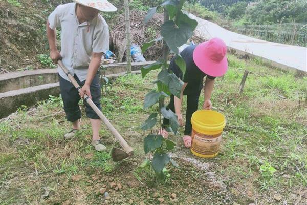 罗汉果的种植方法，种植前需进行土地深翻和施肥