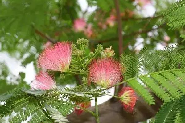 绒花树为什么叫鬼树，因为它经常被栽种在寺庙旁