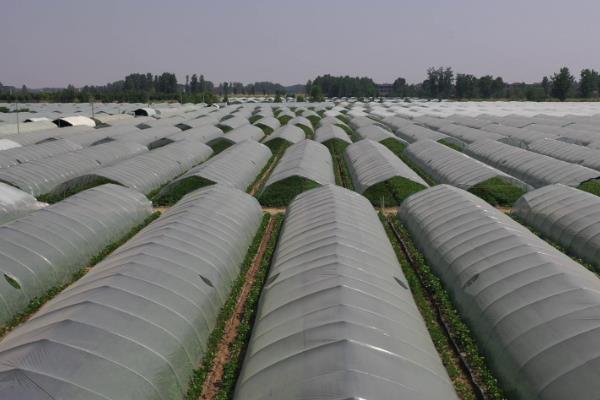 露地怎么高产种植西瓜，要及时为其搭建瓜棚