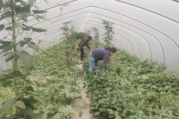 露地怎么高产种植西瓜，要及时为其搭建瓜棚