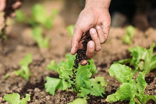 蔬菜低碳防虫方法，可以肥治虫、以死虫治活虫等