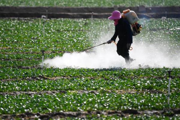 蔬菜低碳防虫方法，可以肥治虫、以死虫治活虫等