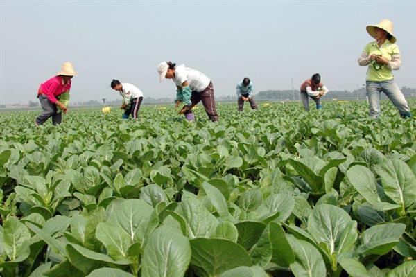 蔬菜低碳防虫方法，可以肥治虫、以死虫治活虫等