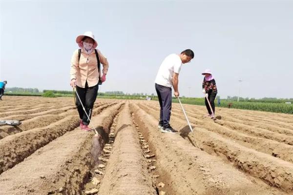 生姜的病虫害防治方法，可增施钾肥防治