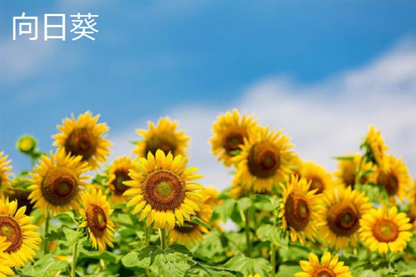 夏天有哪些花，常见的有荷花、睡莲等