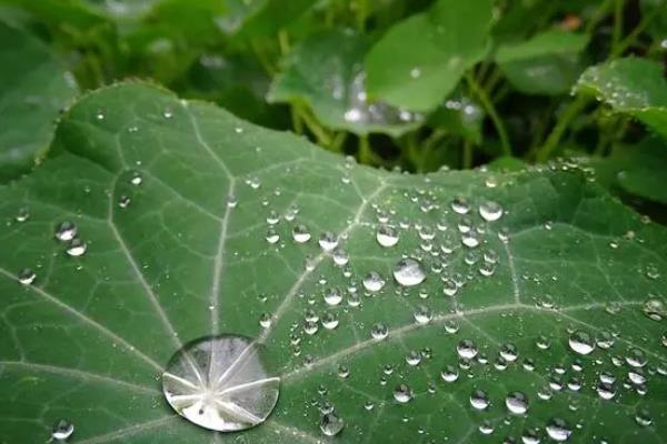 大棚黄瓜不同情况下叶子的特征，棚温低、土壤湿度大时叶较大且肿皱