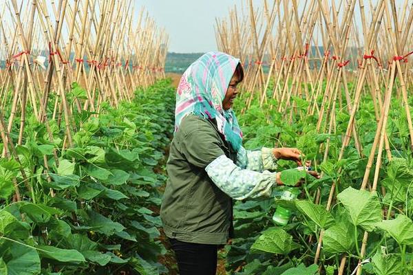 水果黄瓜的种植方法，定植5-7天后要浇缓苗水