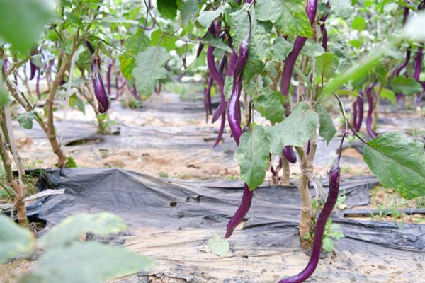 种植茄子的株行距，一般是40-45厘米×60-65厘米