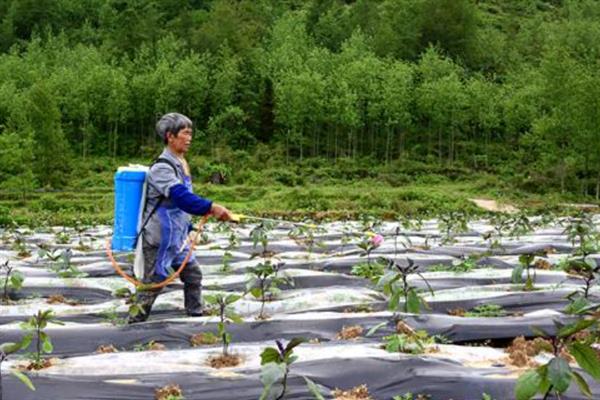 种植茄子的株行距，一般是40-45厘米×60-65厘米