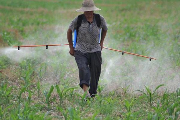 什么时候打玉米田苗后除草剂，可以在玉米3-5叶期的时候喷施