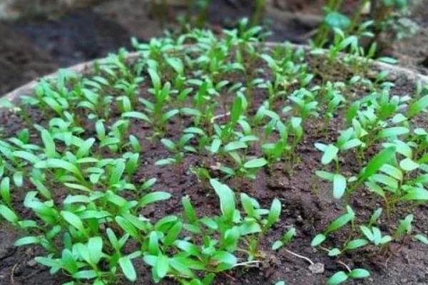 阳台种植菠菜的方法，日常要保持土壤微微湿润