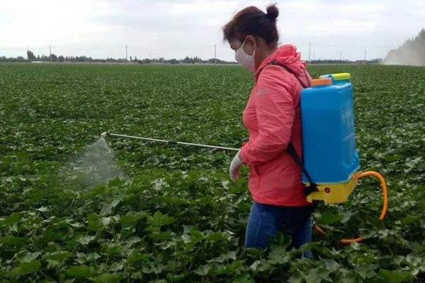 棉花种植的误区，常见以下4个误区