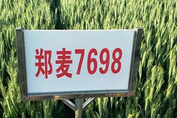 高产小麦品种有哪些，有烟农999、谷神麦19等