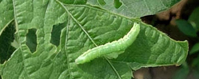 怎么防治菜青虫，对土壤消毒可以灭杀虫卵