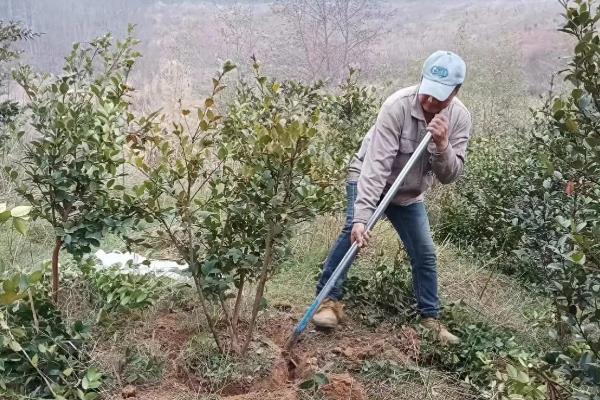 老茶树的移栽方法，适宜在春秋两季进行