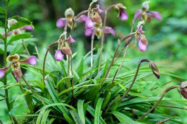 带叶兜兰的花期，花期在春季4-5月之间