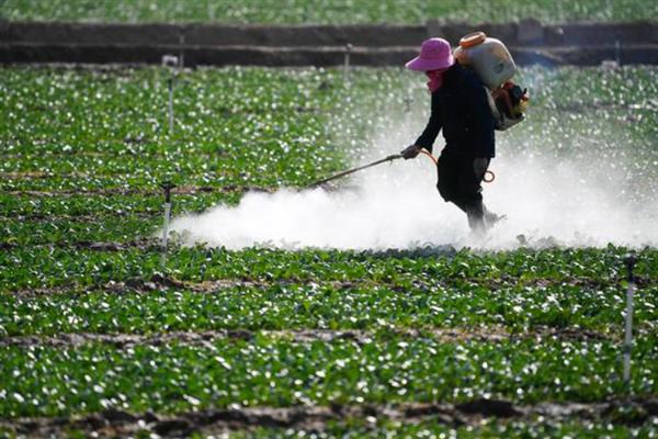 怎么防治菜青虫，对土壤消毒可以灭杀虫卵