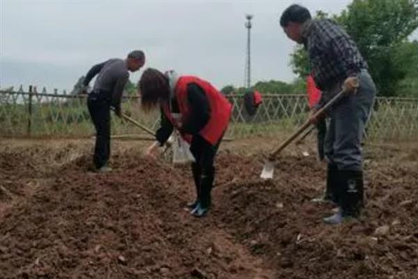 怎么防治菜青虫，对土壤消毒可以灭杀虫卵