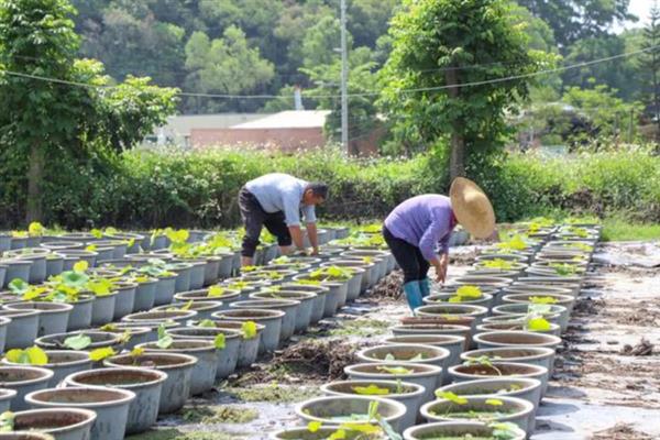 怎样在家里养荷花，春夏期间每天浇水一次