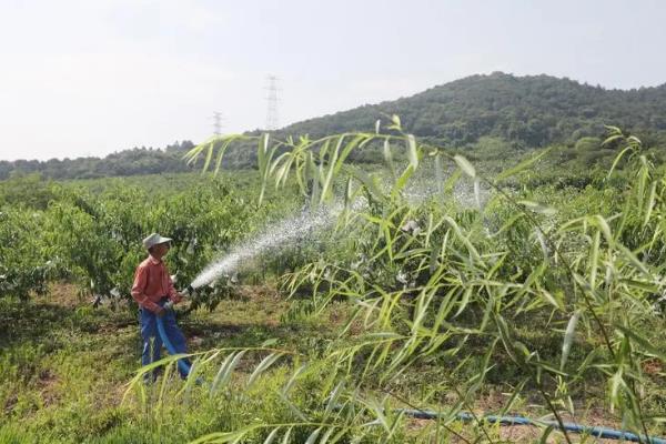 油桃是由什么嫁接的，用纯正的桃树枝条做接穗嫁接而成的