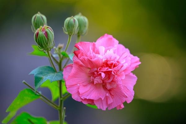 芙蓉花叶子发白的原因，可能是土壤不适或光照不足等