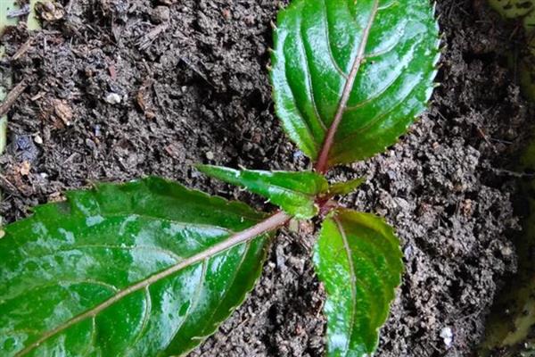 盆栽凤仙花的养殖方法，每隔一个月施一次稀薄的肥水