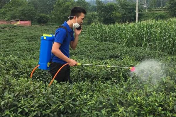 怎么防治茶轮斑病，茶园应避免捋采或强采