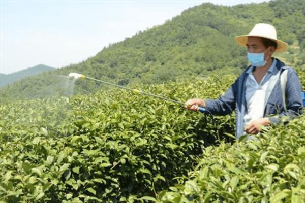 怎么防治茶轮斑病，茶园应避免捋采或强采