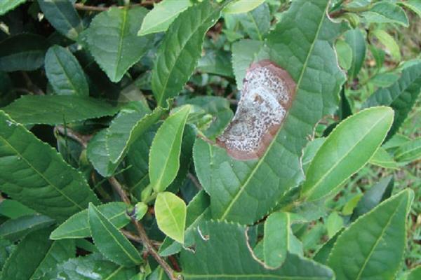 怎么防治茶轮斑病，茶园应避免捋采或强采