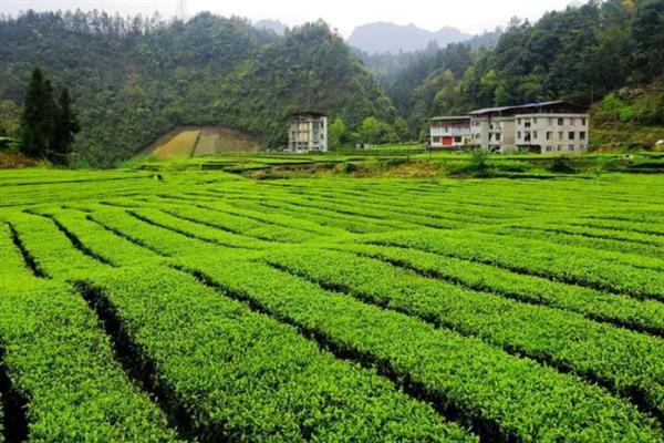 怎么防治茶轮斑病，茶园应避免捋采或强采